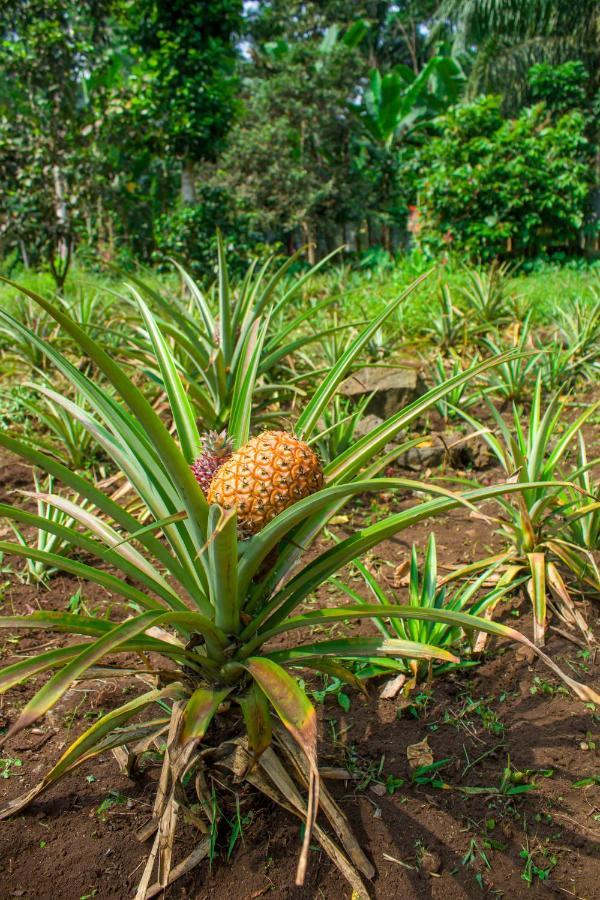 Welfare Agroturismo Milagrosa Екстериор снимка